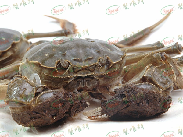 大闸蟹