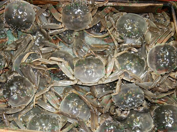 大闸蟹